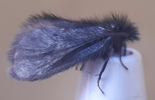 Epichnopterix sieboldii